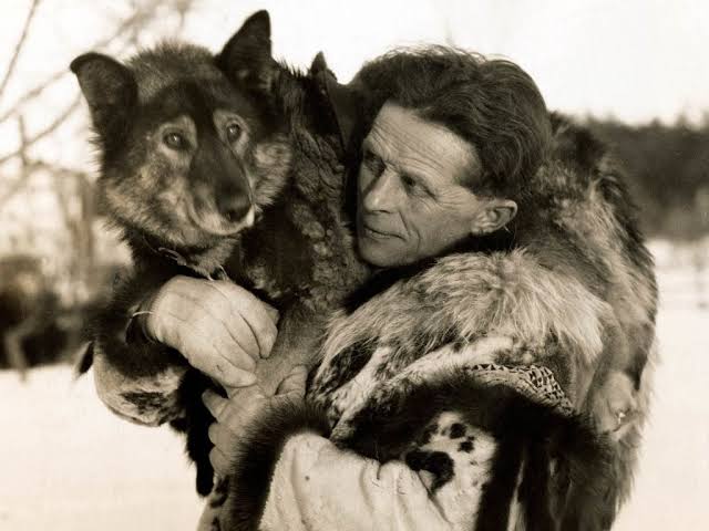 Togo the 12 year old work sled dog guided a team of other sled dogs & his Finnish owner 264 miles through an extreme snow storm to deliver diptheria antitoxin to dozens of dying children to save them all.jpeg